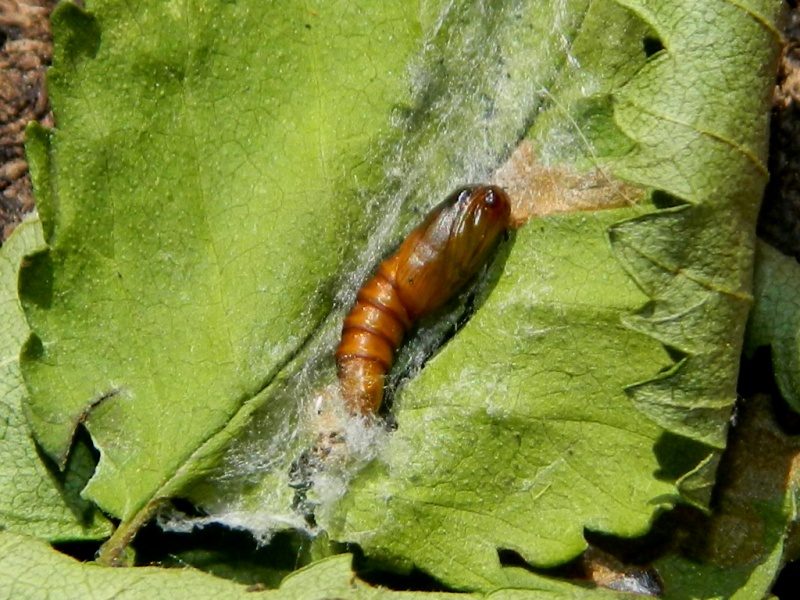 Pandemis heparana - Tortricidae